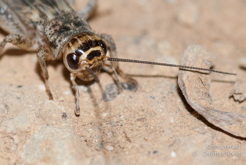 Porträt einer Larve von Eumodicogryllus bordigalensis ♀ mit der hellen Linie auf der Stirn und vier hellen Linien auf dem Scheitel - FR, Gard, Saint-Hippolyte-du-Fort, 29.05.2009