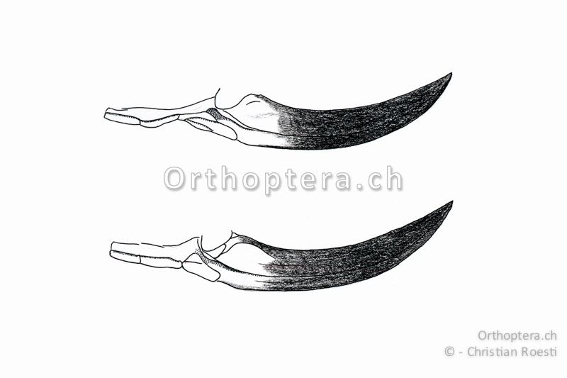 Hinterleibsenden von zwei verschiedenen Platycleis albopunctata ♀♀. Das obere ist von einem Tier aus Katalonien (ES), das untere von einem Tier aus dem Wallis (CH).