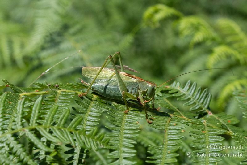 Tettigonia balcanica ♂ - BG, Blagoevgrad, Waldlichtung vor Raslog bei Bansko, 14.07.2018