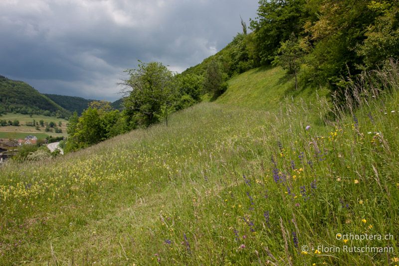 Halbtrockenrasen mit hoher Grasvegetation - CH, SH, Merishausen, 07.06.2013