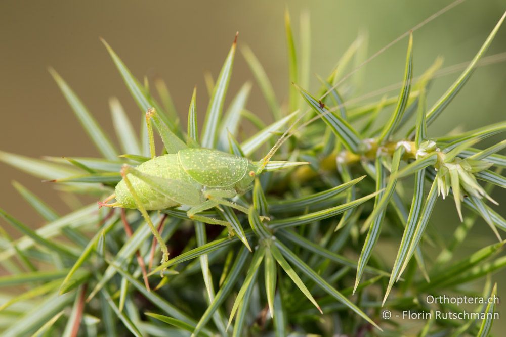 Cyrtaspis scutata ♂ - IT, Emilia-Romagna, Campigna, 22.09.2014