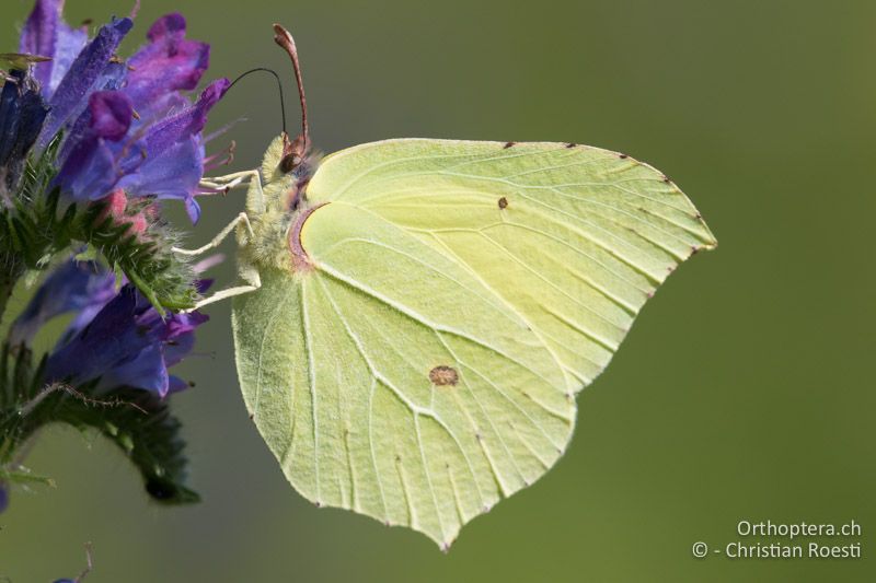 Zitronenfalter (Gonepteryx rhamni) - HR, Istrien, Račja Vas 25.06.2016