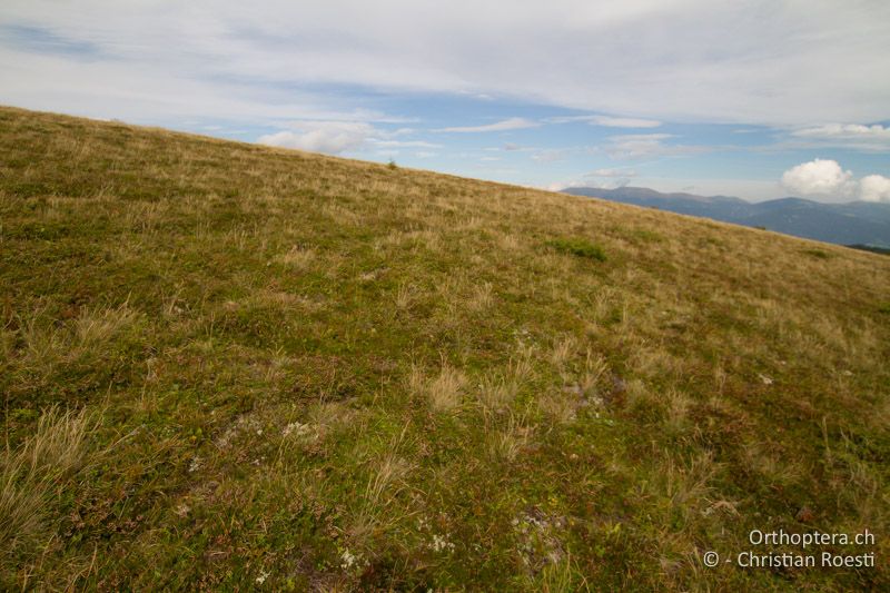 Zwergstrauchheide - AT, Kärnten, Reichenfels, 16.09.2016