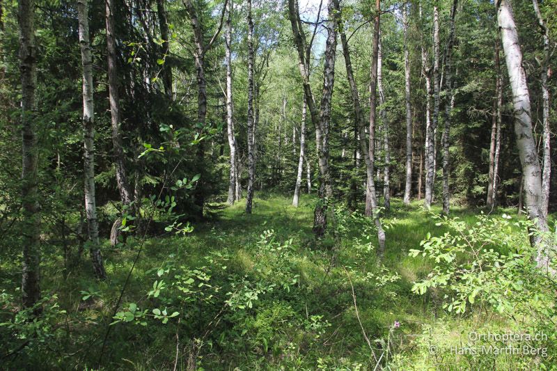 Grosslebensraum von Barbitistes constrictus - AT, Niederösterreich, Waldviertel, In der Wild, Juli 2014