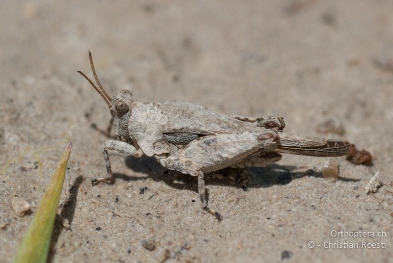 Tetrix tuerki ♂ - FR, Drôme, Lus-la-Croix-Haute, 25.05.2009