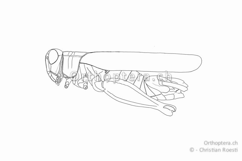 Habitus von Calliptamus italicus ♂. Die Flügel überragen in den Schweizer Populationen die Hinterknie.