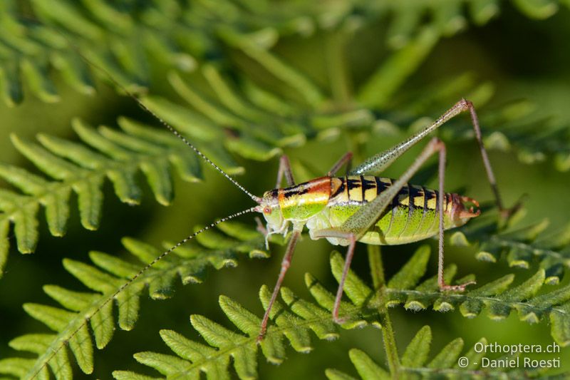 Poecilimon zwicki ♂ - GR, Ostmakedonien, Mt. Pangeon, 06.07.2017