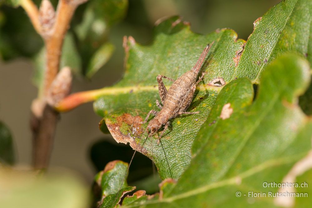 Arachnocephalus vestitus ♀ - IT, Marken, Fabriano, 28.09.2014