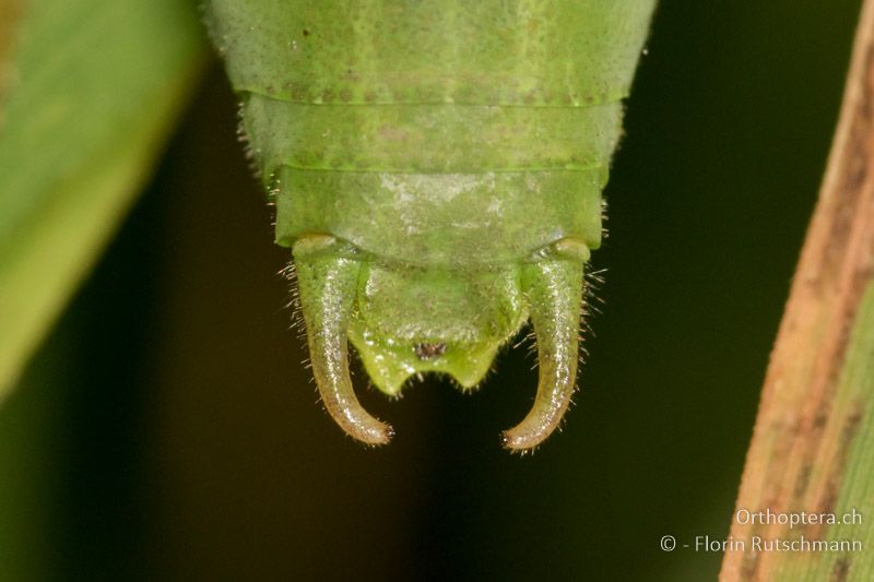 Cerci von Isophya camptoxypha ♂ - AT, Niederösterreich, Mödling, 09.07.2016
