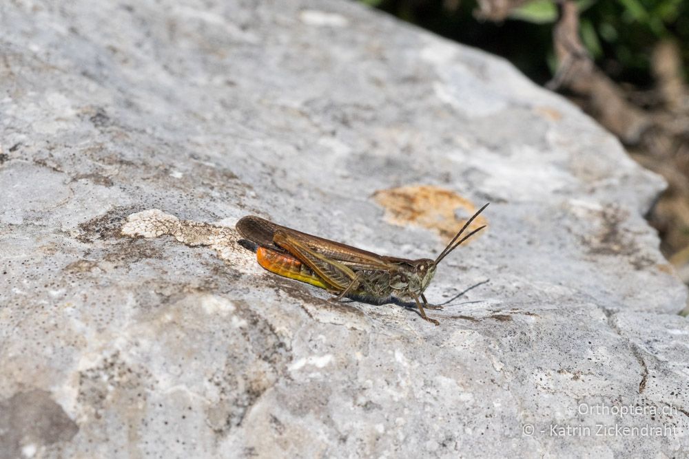 Chorthippus bornhalmi ♂ - HR, Primorje-gorski Kotar, Vela Učka, 22.06.2016