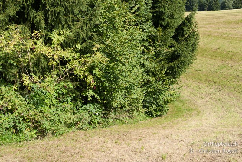 Waldrand - CH, LU, Willisau, 04.09.2010