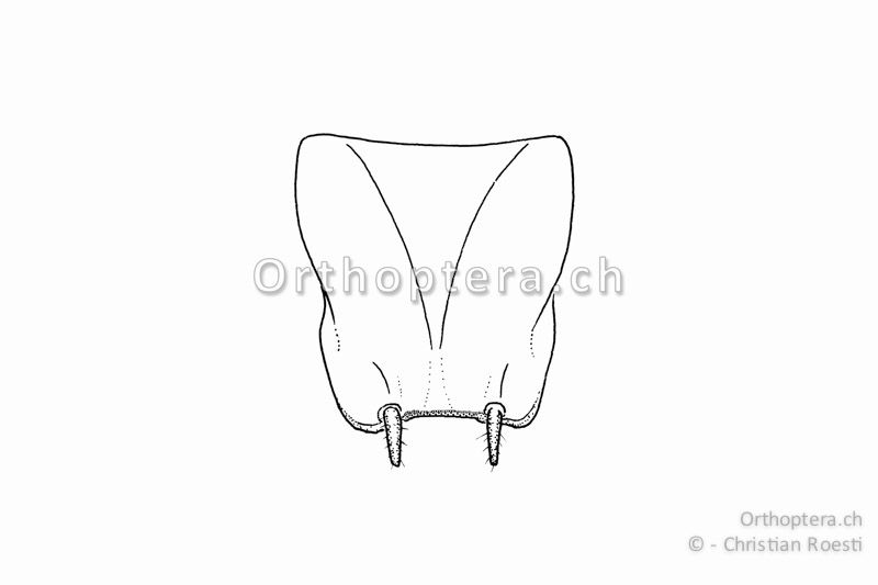 Subgenitalplatte von Conocephalus dorsalis ♂. Sie ist am Ende zwischen den Styli gerade ausgerandet. Dieses Merkmal ist bei den seltenen langflügligen Tieren wichtig.
