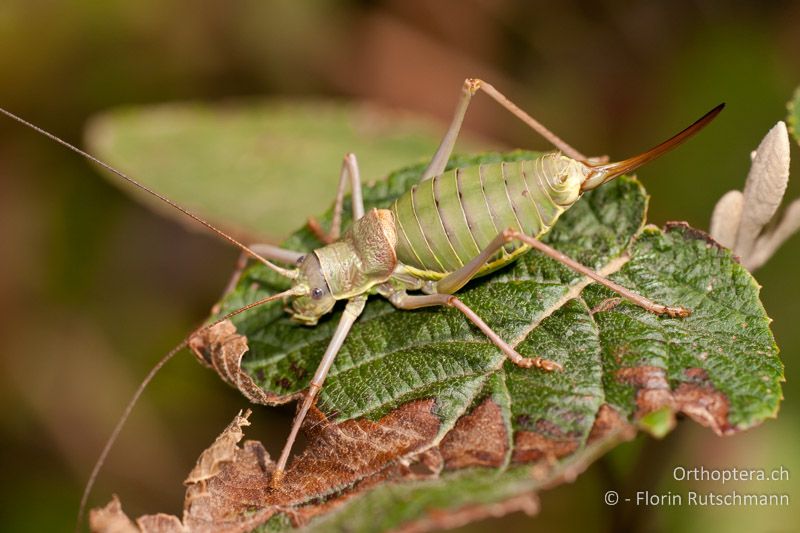 Ephippiger ephippiger ♀ - AT, Niederösterreich, Braunsberg, 10.09.2008