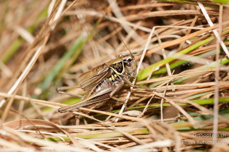 Roeseliana azami minor ♂ - CH, TI, Cardada, 26.09.2010