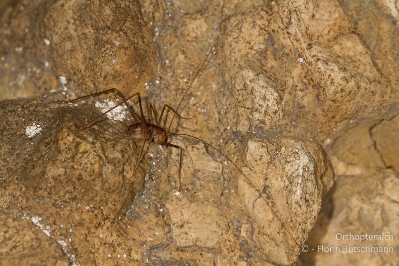 Larve von Dolichopoda geniculata - CH, TI, Mendrisio, 07.11.2013