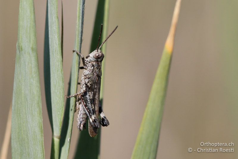 Epacromius coerulipes ♂ - AT, Burgenland, Oggau am Neusiedlersee, 15.09.2016