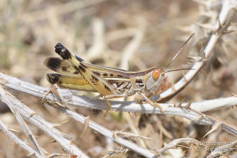 Ramburiella turcomana ♂ - GR, Westmakedonien, Xino Nero, 10.07.2017