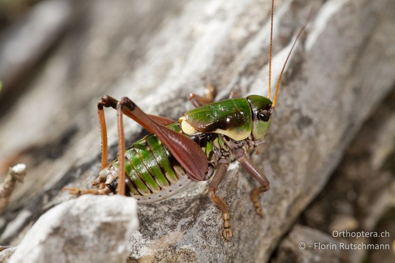 Anonconotus alpinus ♂ - CH, BE, Bäderhore, 08.09.2012