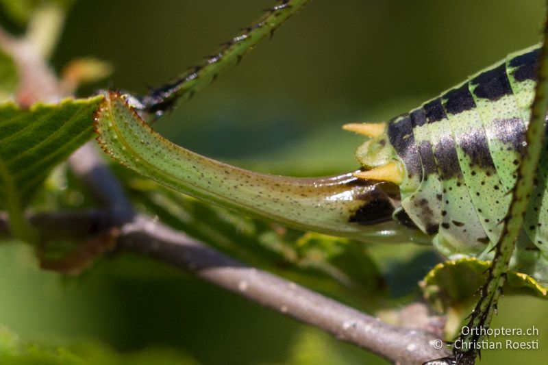 Legeröhre ♀ - HR, Istien, Mt. Učka, 02.06.2014