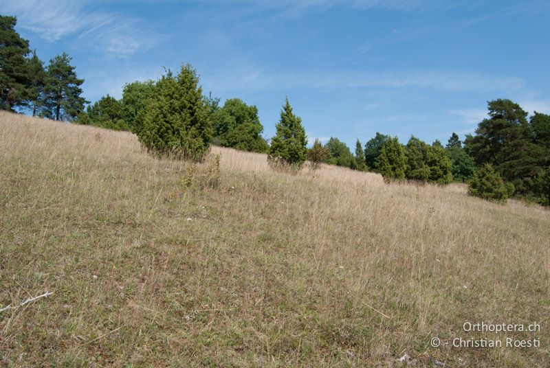 Wacholderheide - DE, Bayern, Gungolding, 06.08.2008