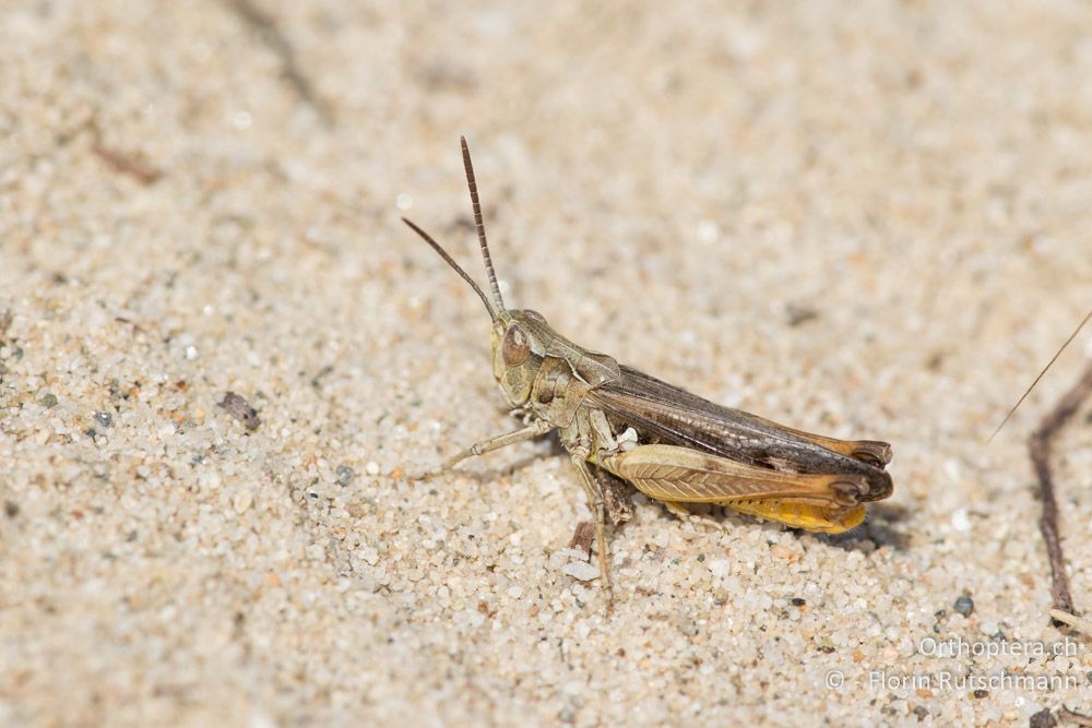 Omocestus spec. ♂ - GR, Zentralmakedonien, Methoni, 19.06.2015