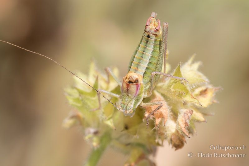 Poecilimon ebneri ♂ - GR, Zentralmakedonien, Mt. Varnous, 12.07.2017