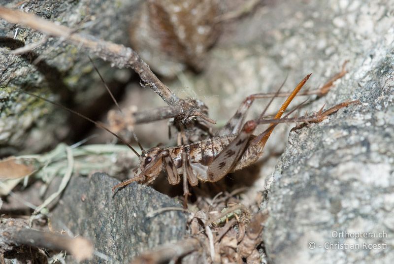 Gryllomorpha dalmatina ♀ - CH, TI, Agarone, 21.08.2009