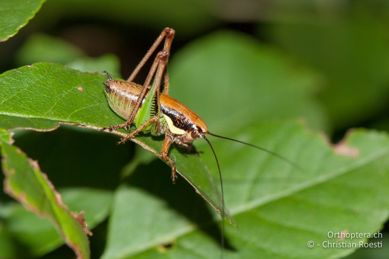 Eupholidoptera schmidti ♂ im letzten Larvenstadium - IT, Venetien, Brendola, 21.06.2010
