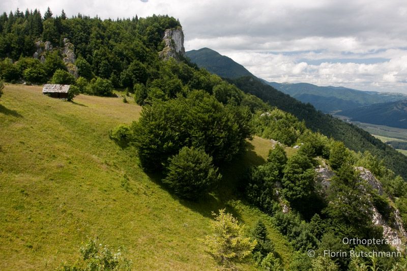 Wechselfeuchte Wiese - RO, Brașov, Măgura, 20.07.2009