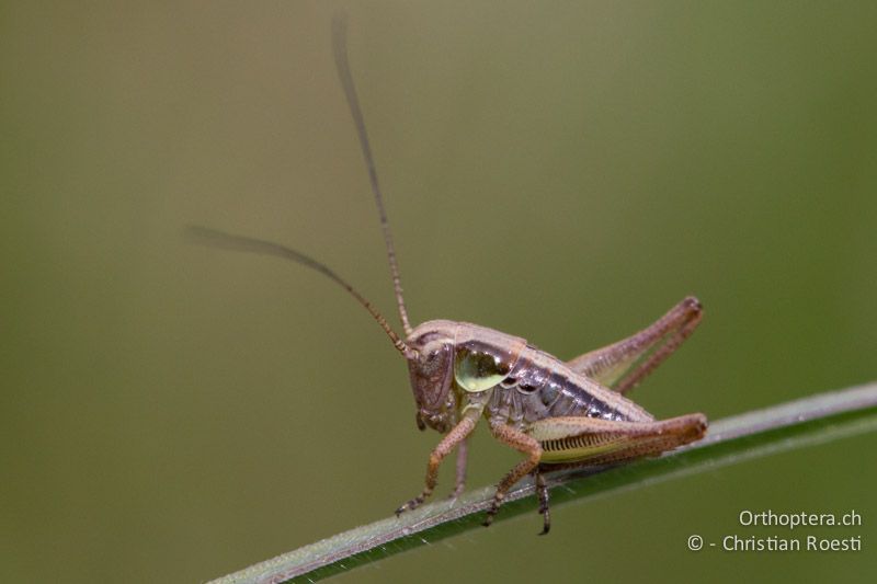 2. Larvenstadium von Platycleis albopunctata - CH, BE, Bremgarten, 02.04.2014