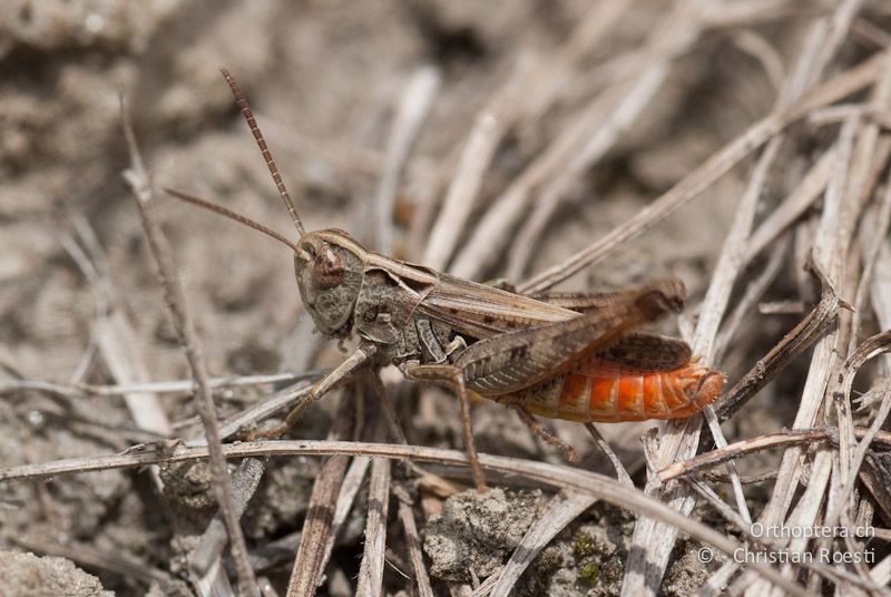 Omocestus haemorrhoidalis ♂, singend - CH, VS, Cambioula, 21.07.2008