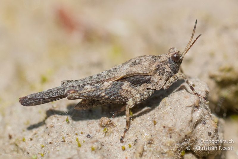 Tetrix ceperoi ♂ - FR, Drôme, Lus-la-Croix-Haute, 25.05.2009