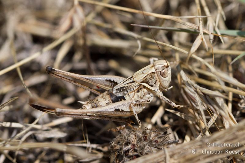 Platycleis macedonica ♀ - GR, Westmakedonien, Xino Nero, 12.07.2013