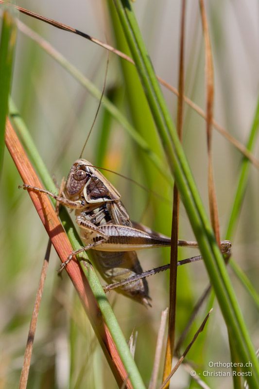 Männchen der kleinen Beissschrecke Platycleis ebneri - Drosopigi, 14.07.2012