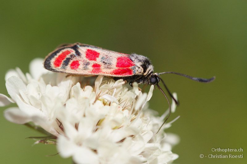 Zygaena cf. fausta-Typ - Smixi, 14.07.2012