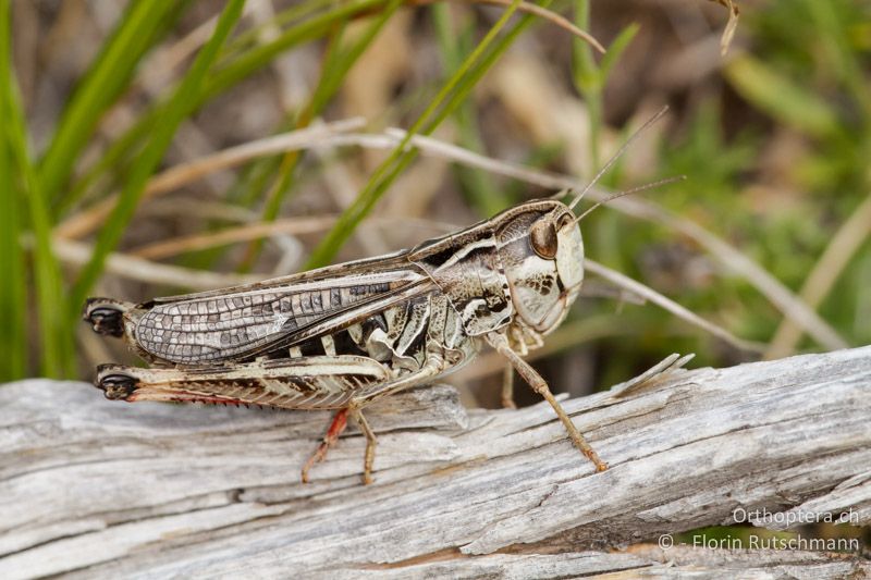 Stenobothrus rubicundulus ♀ - GR, Ostmakedonien, Mt. Pangeon, 25.07.2012