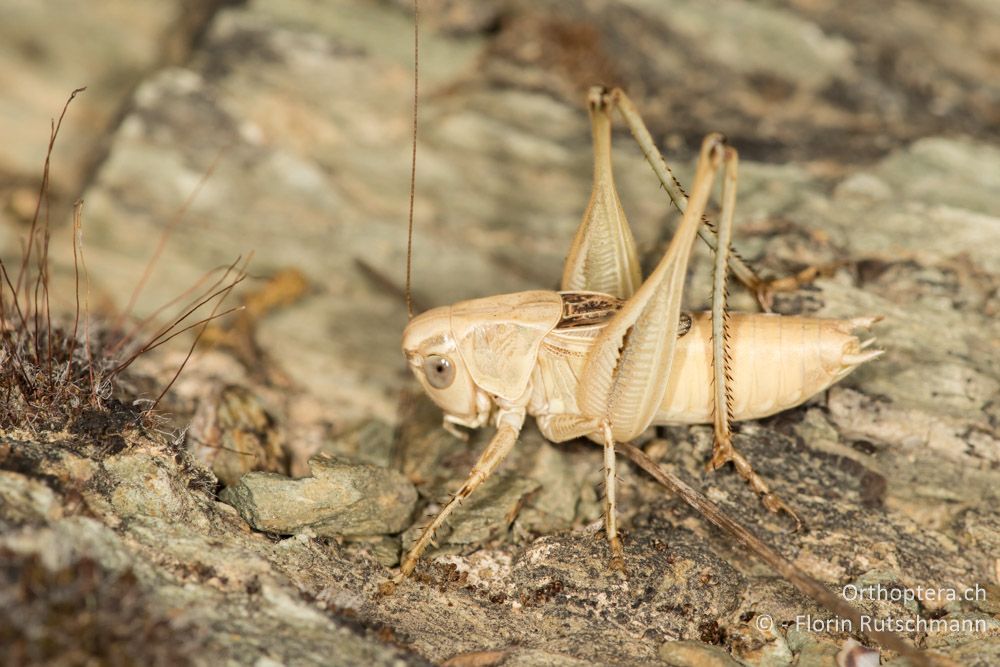 Tessellana nigrosignata ♂ - GR, Thessalien, Larissa, 21.06.2015