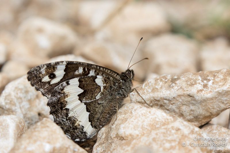 Weisser Waldportier (Brintesia circe) - HR, Istrien, Premantura, Gornji Kamenjak, 20.06.2016