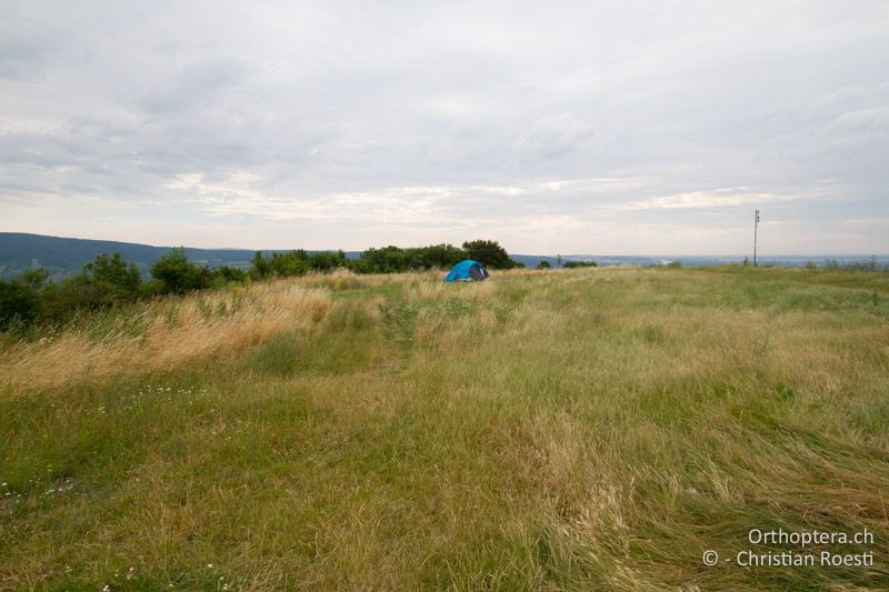 Wiese - AT, Niederösterreich, Hainburg, 09.07.2016