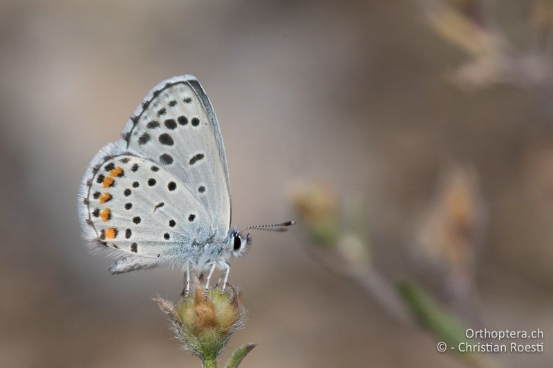 Östlicher Quendelbläuling (Pseudophilotes vicrama) - GR, Westmakedonien, Akrini, 14.07.2017