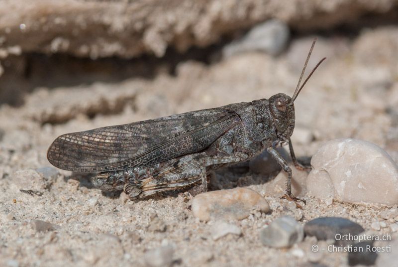 Bryodemella tuberculata ♂ - DE, Bayern, Vorderriss, 03.08.2008