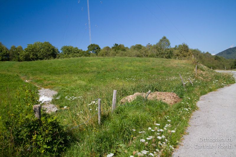 Extensive Wiese oder Weide mit feuchten Bereichen. Hier fanden wir eine Population mit nur kurzdornigen Individuen - CH, TI, Isone, 04.09.2013