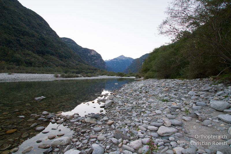Hauptarm der Maggia mit Kiesufer - CH, TI, Giumaglio, 14.09.2012
