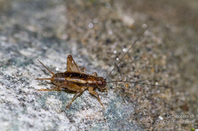 Pteronemobius lineolatus ♂ - CH, TI, Giumaglio, 14.09.2012