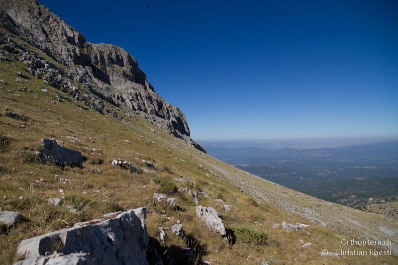 Ausblick vom Refugium des Tymphi Gebirges auf den Lebensraum von Parnassiana tymphiensis - Tymphi Gebirge, 15.07.2012