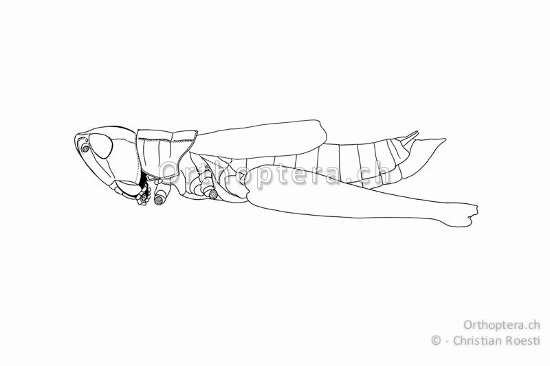 Habitus von Euthystira brachyptera ♂. Die Flügel erreichen ca. die Mitte der Hinterschenkel. Die Subgenitalplatte ist in einen spitzen Kegel verlängert.