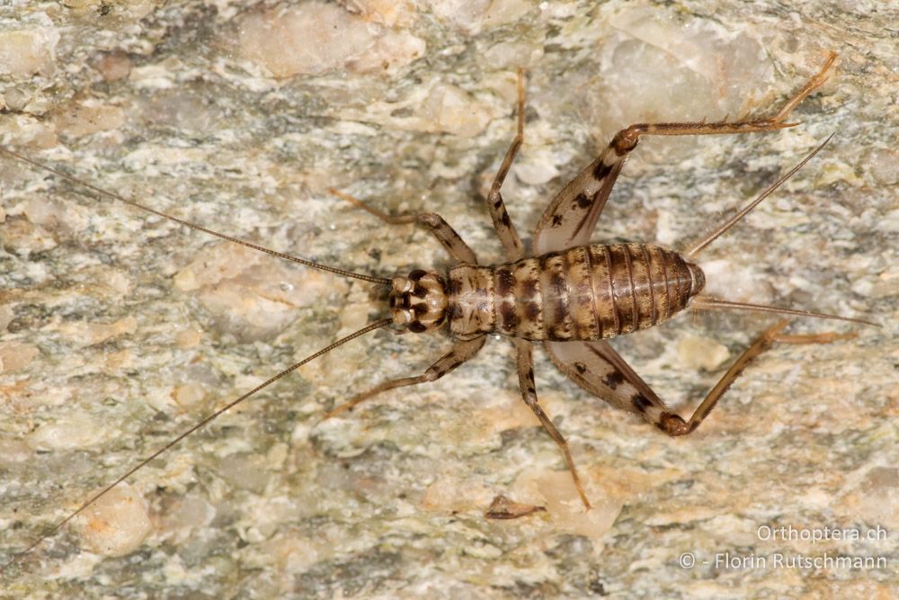 Larve von Gryllomorpha dalmatina ♂ - GR, Thessalien, Mt. Ossa, 20.06.2015