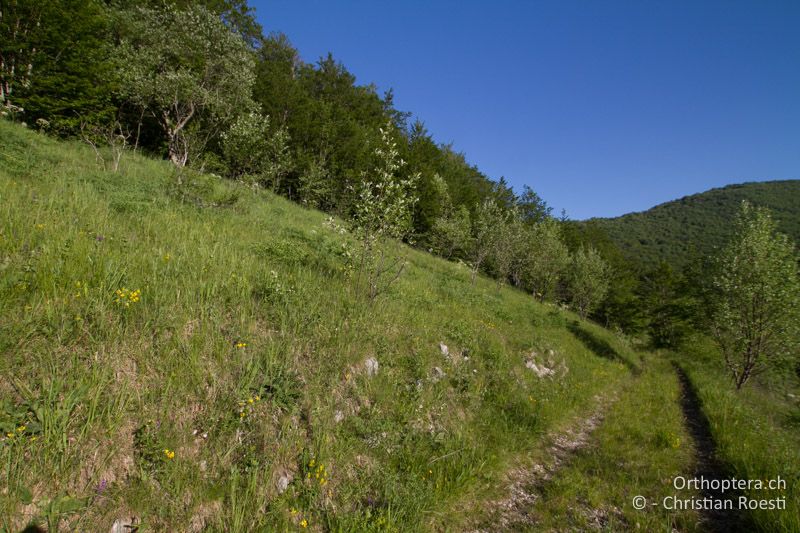 Wüchsige Wiesenvegetation - HR, Istrien, Ucka Nationalpark, 09.06.2014