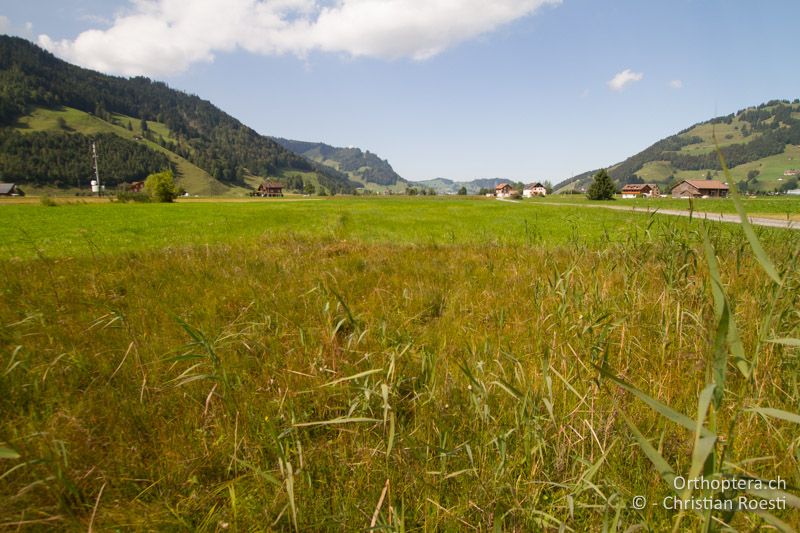 Feuchtwiese - CH, Schwyz, Südufer Sihlsee, 09.09.2016