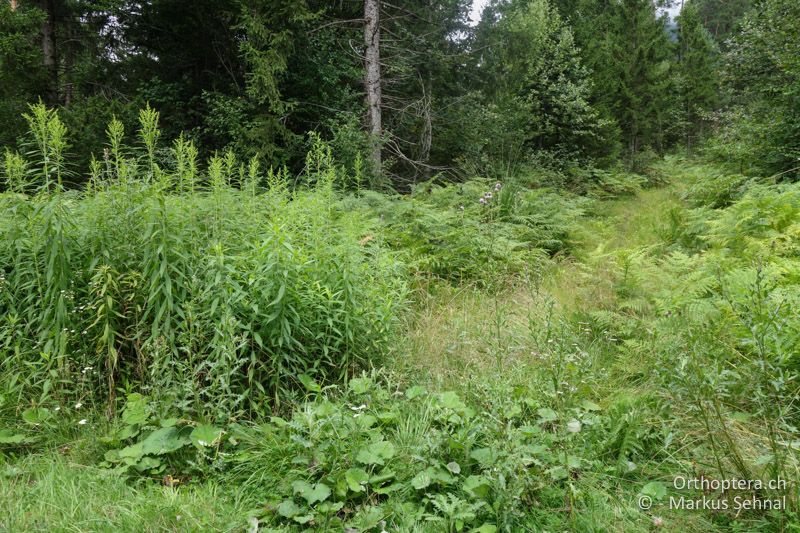 Hochstaudenflur in Waldnähe. Hier leben auch Leptophyes boscii und Tettigonia cantans - AT, Kärnten, 28.07.2016